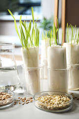Germination and energy analysis of plants on table in laboratory. Paper towel method