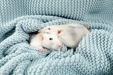 Cute small rats and soft knitted blanket