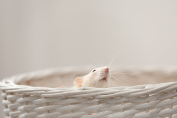 Cute small rat in basket against light background