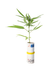 Hemp plant and rolled money on white background
