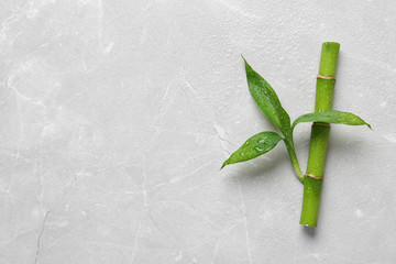 Green bamboo stem with leaves on light background, top view. Space for text