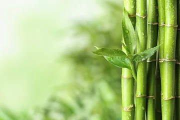  Green bamboo stems on blurred background. Space for text © New Africa