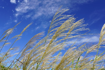 秋の青空を背景にススキの穂が光る