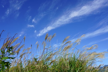 Obraz premium 秋の青空を背景にススキの穂が光る