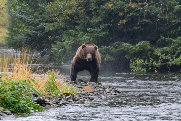 brown bear in water