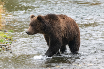 Naklejka na ściany i meble brown bear in the water