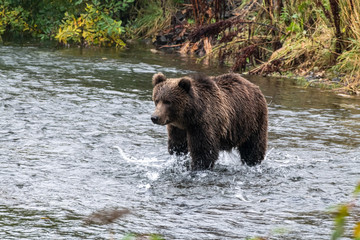 Naklejka na ściany i meble brown bear in water