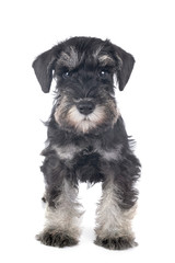 puppy miniature schnauzer