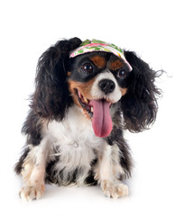 cavalier king charles