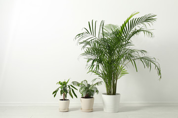 Tropical plants with lush leaves on floor near white wall