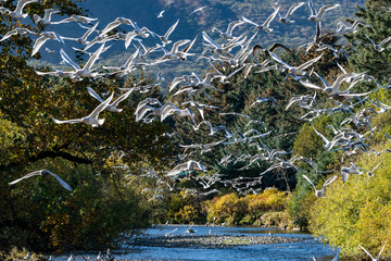 river with seagulls