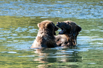 Bear in the water