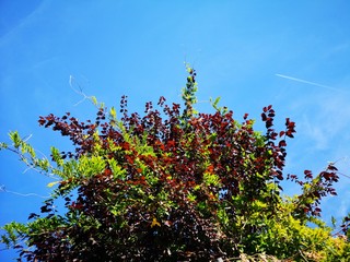 wunderschönes Farbenspiel im Herbst