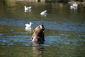Obraz premium Kodiak Brown Bears salmon in the Buskin River