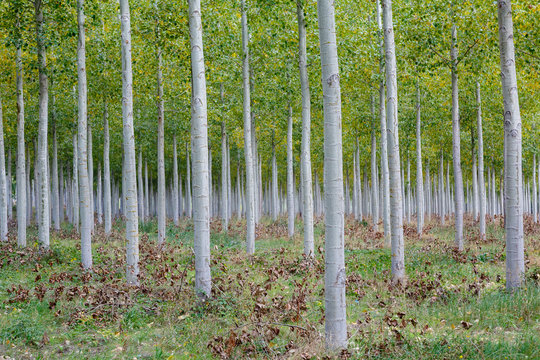 Plantaci&oacute;n de chopos canadienses despu&eacute;s de su poda. Populus canadensis.
