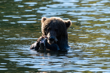 Obraz premium Kodiak Brown Bears salmon in the Buskin River