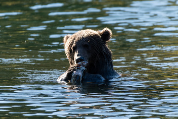 Obraz na płótnie Canvas Kodiak Brown Bears salmon in the Buskin River