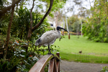 Garden heron on wood bridge