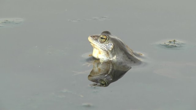 Blue frog Rana arvalis in water