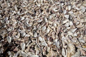 Thousands of empty shells of eaten oysters discarded on sea floor in Cancale, famous for oyster farms.  Brittany, France