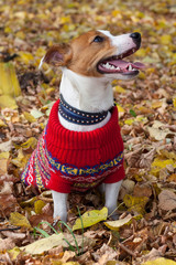 Jack Russell Terrier in a red sweater with an ornament walks in the autumn Park