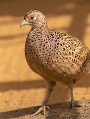 Portrait of a female pheasant in a zoo