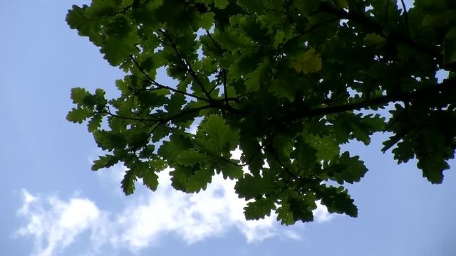 Eichenbl&auml;tter vor ziehenden wei&szlig;en Wolken