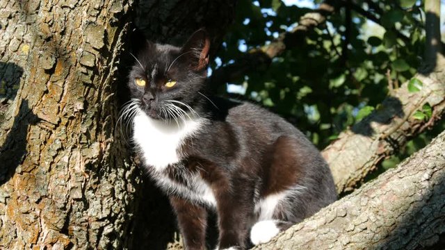 Beautiful black-white cat with a long white mustache sits on a tree in the village