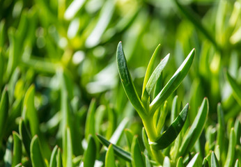 Green grassy plant on nature as a background