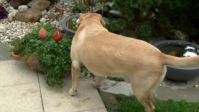 Unschl&uuml;ssig beschn&uuml;ffelt der Labrador-R&uuml;de die Umgebung