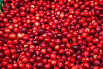 Ripe cranberries for background. Red cranberries.