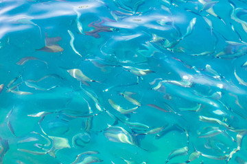 Fish in the blue water of the sea as a background