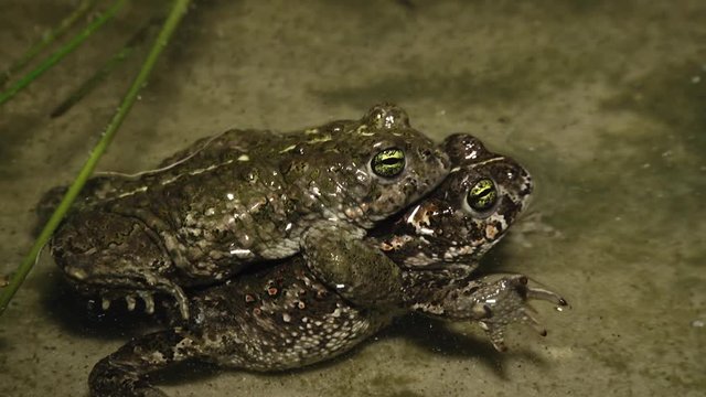 Natterjack toad in amplexus in pond