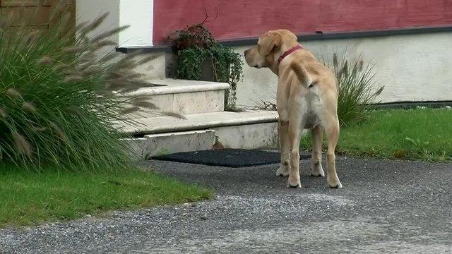 Ein Labrador will in das Haus