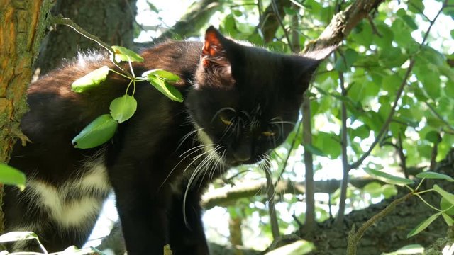 Beautiful black-white cat with a long white mustache sits on a tree in the village