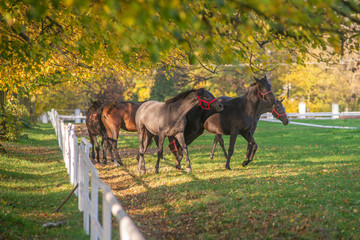 Konie w biegu, jesienna sceneria