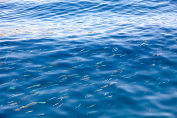 Fish in the blue water of the sea as a background