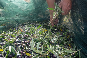 Olive harvest : farmer's hand cleaning fresh olives from leaves. Marche region, Italy