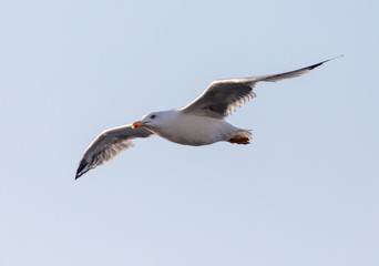Fototapeta na wymiar Seagull in flight against the blue sky