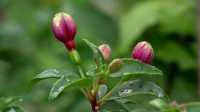 Nasse lila Knospen der Fuchsie zittern im Wind