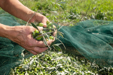 Olive harvest: woman's hand keep freshly picked olives. Mediterranean healthy food