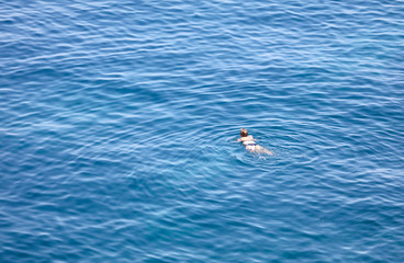 A girl swims in the blue water of the sea