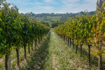 Fototapeta na wymiar Grape harvest : vineyard field, in Marche region, Italy
