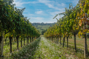 Fototapeta na wymiar Grape harvest : vineyard field, in Marche region, Italy