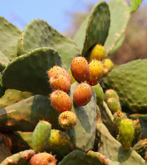 Fruits on a cactus in nature