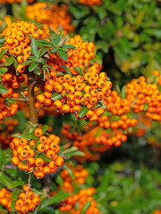 Feuerdorn, Pyracantha, Beeren