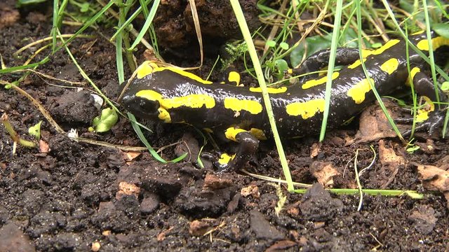  Salamandra salamandra on forest floor