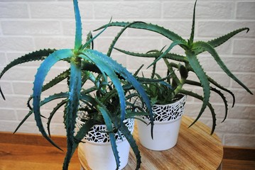 A white aloe pot in a blue room. Aloe on the window. Indoor plants in the interior.