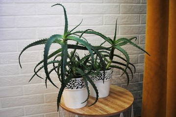 A white aloe pot in a blue room. Aloe on the window. Indoor plants in the interior.
