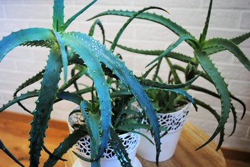 A white aloe pot in a blue room. Aloe on the window. Indoor plants in the interior.